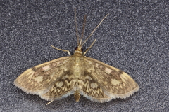 Anania coronata