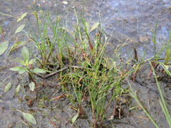Juncus pelocarpus