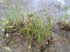 Juncus pelocarpus