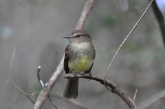 Cnemotriccus fuscatus