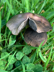 Panaeolus