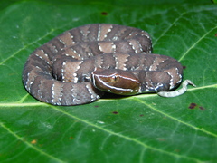 Agkistrodon russeolus