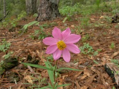 Cosmos palmeri