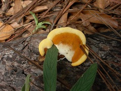 Phylloporia