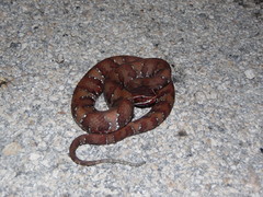 Agkistrodon russeolus