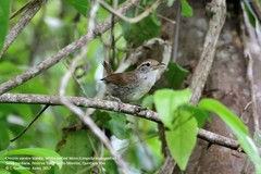 Uropsila leucogastra