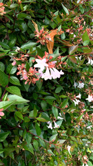 Abelia × grandiflora