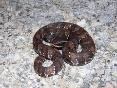 Agkistrodon russeolus