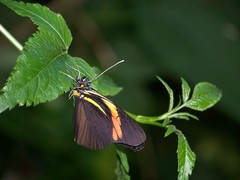 Pereute charops venezuelana