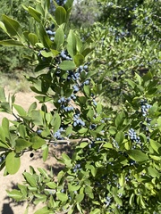 Forestiera angustifolia