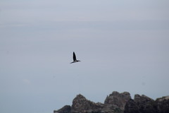 Sula leucogaster brewsteri