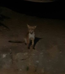 Vulpes vulpes ichnusae