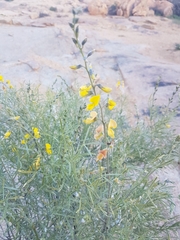 Lotononis densa gracilis