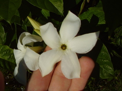 Mandevilla laxa