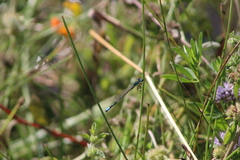 Ischnura perparva