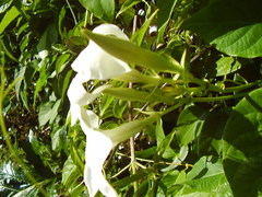 Mandevilla laxa
