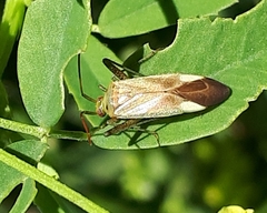 Adelphocoris lineolatus