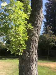 Acer saccharinum