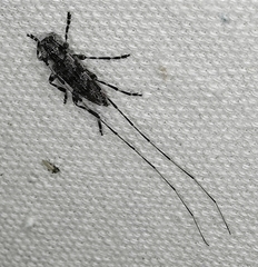 Acanthocinus obliquus