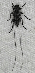 Acanthocinus obliquus