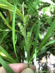 Carex scabrata