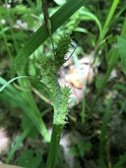Carex scabrata