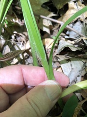 Carex scabrata