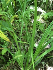 Carex scabrata