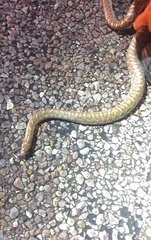 Arizona elegans elegans