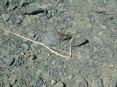 Oedipoda germanica meridionalis