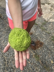 Maclura pomifera