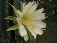 Cereus hexagonus