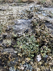 Cladonia strepsilis