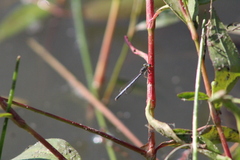 Ischnura perparva