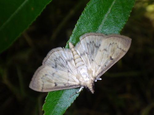 Greater Sweet Potato Webworm Moth photo 2