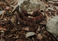 Agkistrodon russeolus