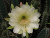 Lady-of-the-night Cactus - Photo (c) Mateo Hernandez Schmidt, some rights reserved (CC BY-NC-SA), uploaded by Mateo Hernandez Schmidt