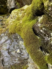 Amphidium lapponicum