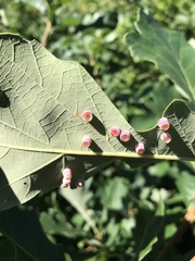 Phylloteras volutellae