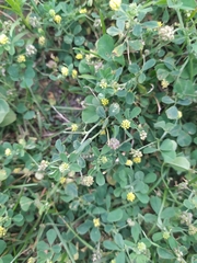 Medicago lupulina
