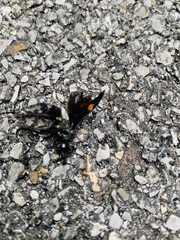 Calopompilus maculipennis