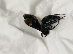 Calopompilus maculipennis