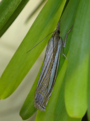 Crambus laqueatellus