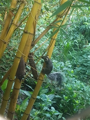 Sciurus variegatoides