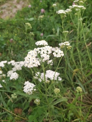 Achillea millefolium