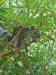 Sciurus variegatoides