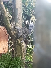 Sciurus variegatoides