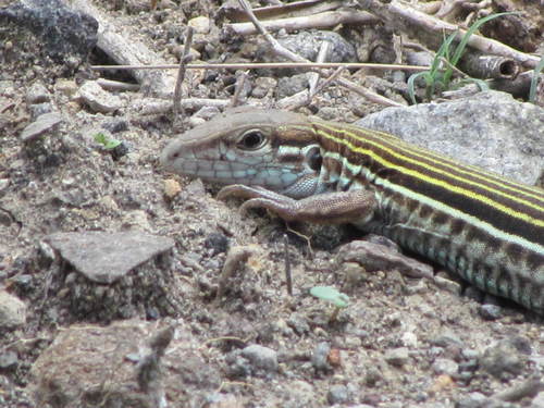 Many-lined Whiptail