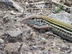 Many-Lined Whiptail photo 5