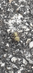Pseudeuophrys erratica